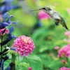 Menu Hummingbird & Butterfly Garden Jumbo Seed Packet -US Garden Plants Sales 2024 75703 hummingbird garden mix 1