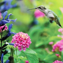 Menu Hummingbird & Butterfly Garden Jumbo Seed Packet