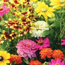 Menu Butterfly And Bee Seed Mat Collection -US Garden Plants Sales 2024 75705 butterfly garden seed mat