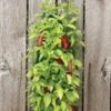 Menu Organic Hanging Garden Jalapeno Pepper Kit -US Garden Plants Sales 2024 75706