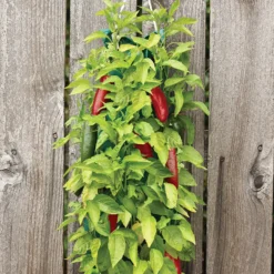 Menu Organic Hanging Garden Jalapeno Pepper Kit