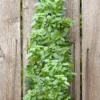 Menu Organic Hanging Garden Basil Kit -US Garden Plants Sales 2024 75707