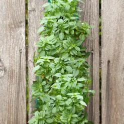 Menu Organic Hanging Garden Basil Kit