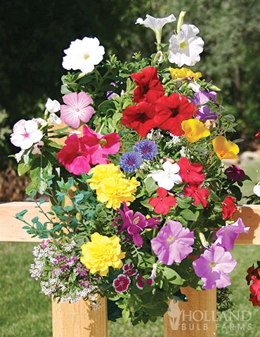 Menu Butterfly Saddlebag Garden 3 Menu Butterfly Saddlebag Garden