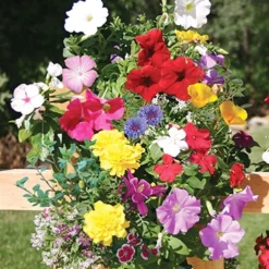 Menu Hummingbird & Butterfly Grow Kit Collection -US Garden Plants Sales 2024 75728 butterfly saddlebag garden