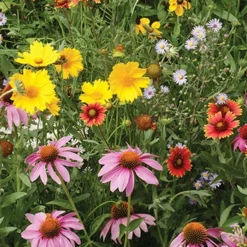 Menu Butterfly And Bee Seed Mat Collection -US Garden Plants Sales 2024 75729 honey bee seed mat