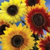 Menu Sunflower Collection -US Garden Plants Sales 2024 75730 sunflower collection