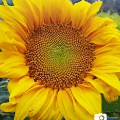 Menu Sunflowers & Hummingbirds Collection -US Garden Plants Sales 2024 75730 sunflower collection 2 1