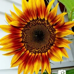 Menu Sunflower Collection -US Garden Plants Sales 2024 75730 sunflower collection 3