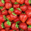 Menu Delicious Sparkle Strawberries -US Garden Plants Sales 2024 75732 strawberries