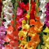 Menu Mixed Gladiolus Super Pack -US Garden Plants Sales 2024 76108 mixed gladiolus 1