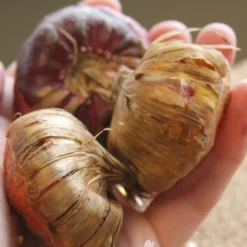 Menu Mixed Gladiolus Super Pack -US Garden Plants Sales 2024 76108 mixed gladiolus 2 1