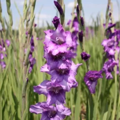 Menu La Vista Pop Gladiolus Collection -US Garden Plants Sales 2024 76113 anouck large flowering gladiolus 2 1