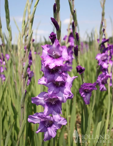 Menu Anouck Large Flowering Gladiolus 4 Menu Anouck Large Flowering Gladiolus - Image 2