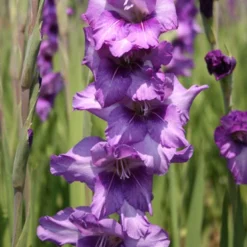 Menu Anouck Large Flowering Gladiolus