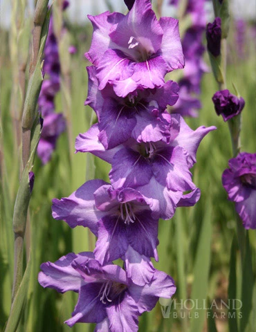 Menu Anouck Large Flowering Gladiolus 3 Menu Anouck Large Flowering Gladiolus
