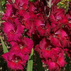 Menu Black Surprise Large Flowering Gladiolus