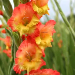 Menu Princess Margaret Rose Gladiolus -US Garden Plants Sales 2024 76123 princess margaret rose gladiolus 2