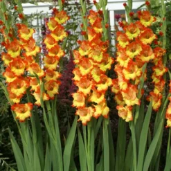 Menu Princess Margaret Rose Gladiolus -US Garden Plants Sales 2024 76123 princess margaret rose gladiolus 3