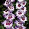 Menu Vista Hybrid Gladiolus 2 Menu Vista Hybrid Gladiolus -US Garden Plants Sales 2024 76136 vista hybrid gladiolus 1