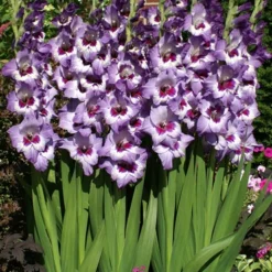 Menu La Vista Pop Gladiolus Collection -US Garden Plants Sales 2024 76136 vista hybrid gladiolus 2 1