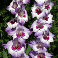 Menu La Vista Pop Gladiolus Collection -US Garden Plants Sales 2024 76136 vista hybrid gladiolus 3