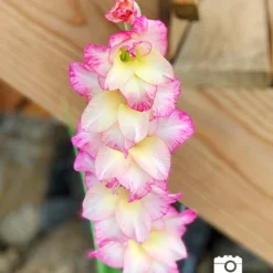 Menu Rhapsody In Blue Gladiolus -US Garden Plants Sales 2024 76140 rhapsody in blue 3