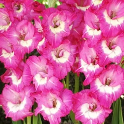 Menu Rhapsody In Blue Gladiolus -US Garden Plants Sales 2024 76140 rhapsody in blue 5