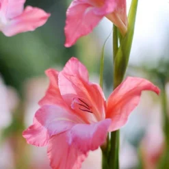 Menu Mixed Hardy Miniature Gladiolus -US Garden Plants Sales 2024 76142 charming beauty hardy mini gladiolus 2 3