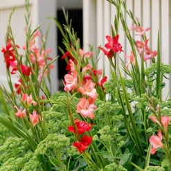Menu Hardy Mini Gladiolus Collection -US Garden Plants Sales 2024 76142 charming beauty hardy mini gladiolus 3