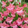 Menu Charming Beauty Hardy Mini Gladiolus -US Garden Plants Sales 2024 76142 charming beauty mini gladiolus