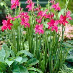 Menu Hardy Mini Gladiolus Collection -US Garden Plants Sales 2024 76142 charming beauty mini gladiolus 3 2