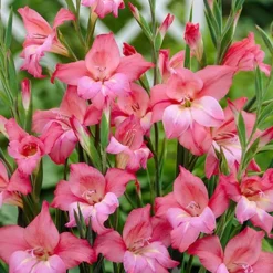 Menu Hardy Mini Gladiolus Collection -US Garden Plants Sales 2024 76142 charming beauty mini gladiolus 4