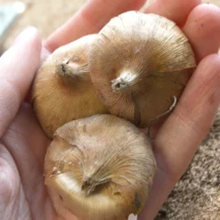 Menu Hardy Mini Gladiolus Collection -US Garden Plants Sales 2024 76143 impressive hardy miniature gladiolus 2 1