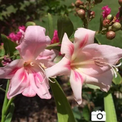 Menu Hardy Mini Gladiolus Collection -US Garden Plants Sales 2024 76143 impressive hardy miniature gladiolus 3 1