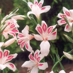 Menu Mixed Hardy Miniature Gladiolus -US Garden Plants Sales 2024 76143 impressive hardy miniature gladiolus 4