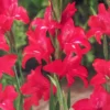 Menu Robinetta Hardy Miniature Gladiolus 2 Menu Robinetta Hardy Miniature Gladiolus -US Garden Plants Sales 2024 76144 robinetta hardy miniature gladiolus 1
