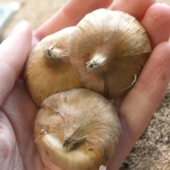 Menu Hardy Mini Gladiolus Collection -US Garden Plants Sales 2024 76144 robinetta hardy miniature gladiolus 2