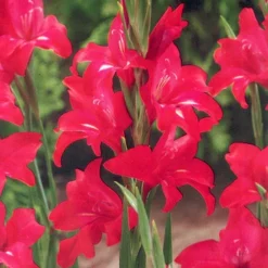 Menu Hardy Mini Gladiolus Collection -US Garden Plants Sales 2024 76144 robinetta hardy miniature gladiolus
