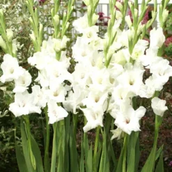 Menu Floral Punch Gladiolus Collection -US Garden Plants Sales 2024 76146 white gladiolus 2 4