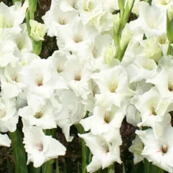Menu Summer Moonlight Garden Flowers Collection -US Garden Plants Sales 2024 76146 white gladiolus