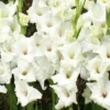 Menu White Gladiolus Value Bag -US Garden Plants Sales 2024 76146 white gladiolus 6