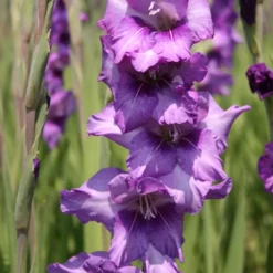 Menu Ultimate Value Gladiolus Collection 23 Menu Ultimate Value Gladiolus Collection -US Garden Plants Sales 2024 76147 purple gladiolus 2 1