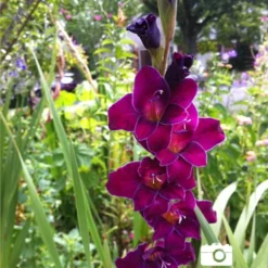 Menu Purple Gladiolus Value Bag 7 Menu Purple Gladiolus Value Bag -US Garden Plants Sales 2024 76147 purple gladiolus 3