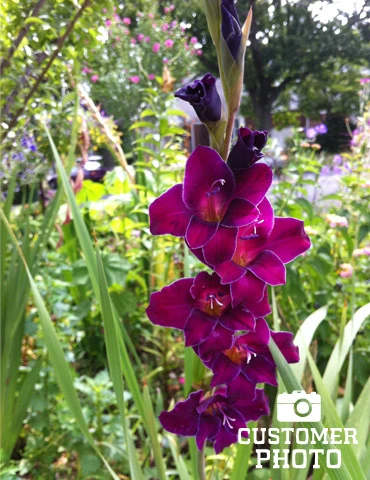 Menu Purple Gladiolus Value Bag 5 Menu Purple Gladiolus Value Bag - Image 3