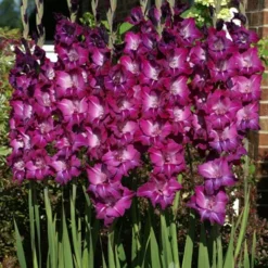 Menu Floral Punch Gladiolus Collection -US Garden Plants Sales 2024 76147 purple gladiolus 4