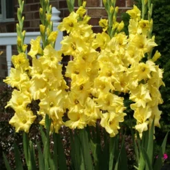 Menu Ultimate Value Gladiolus Collection 26 Menu Ultimate Value Gladiolus Collection -US Garden Plants Sales 2024 76150 yellow gladiolus 2 1