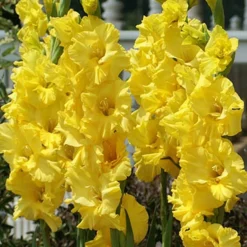 Menu Sunset Gladiolus Collection -US Garden Plants Sales 2024 76150 yellow gladiolus