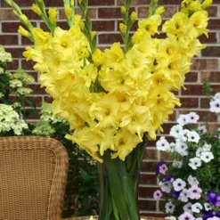 Menu Ultimate Value Gladiolus Collection 27 Menu Ultimate Value Gladiolus Collection -US Garden Plants Sales 2024 76150 yellow gladiolus 3 1