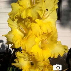 Menu Sunset Gladiolus Collection -US Garden Plants Sales 2024 76150 yellow gladiolus 4